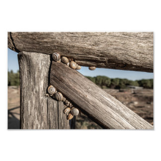 Impression Photo White garden snails (Theba pisana) estivating