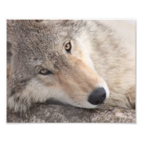 Wolf Eyes - Loup de bois
