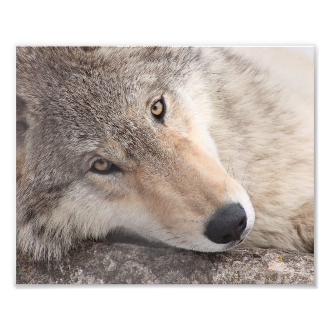 Impression Photo Wolf Eyes - Loup de bois (Devant)