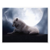 Wolf the King of Wilderness