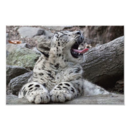 Impression Photo Yawning Snow Leopard
