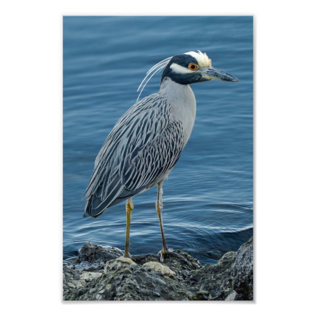 Impression Photo Yellow-Crowned Night Heron (Devant)