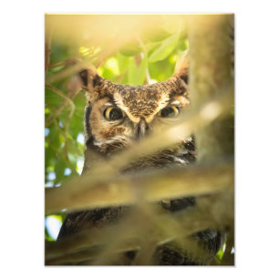 Impression Photo Yeux de la forêt (Grand-duc d'Amérique)