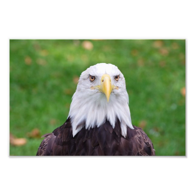 Impression Photo Yeux d'un aigle chauve (Devant)