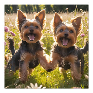 Impression Photo Yorkshire Terriers Jouer dans l'herbe