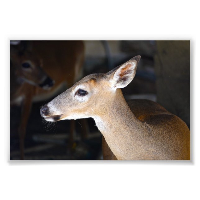 Impression Photo Young Homme Key Deer, Floride (Devant)