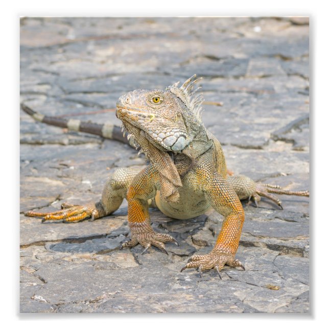Impression Photo Young Iguana (Devant)