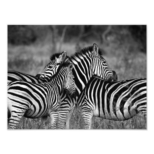 Impression Photo Zebra Family (Devant)