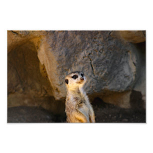 Impression Photo Zoo de Los Angeles