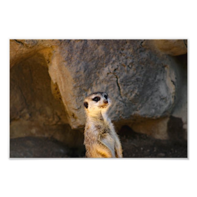 Impression Photo Zoo de Los Angeles (Devant)