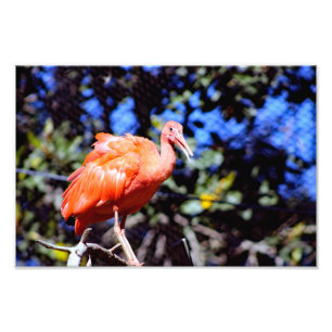Impression Photo Zoo de Santa Ana