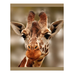 Impression Photo Zoo Giraffe Portrait animal sauvage