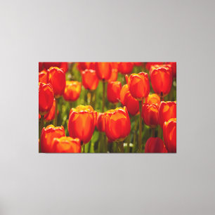 Impression photographique de tulipes rouges.