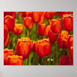 Impression photographique des tulipes rouges.