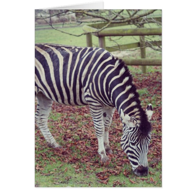 Impression photographique Zebra (Devant)