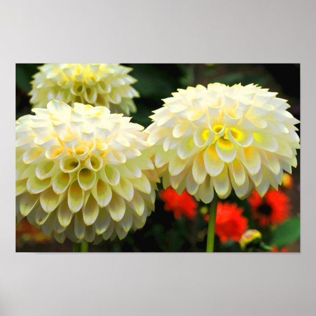 Impression Pom Pom Dahlias (Devant)