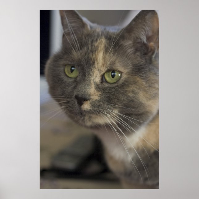 Impression Portrait de chat (Devant)