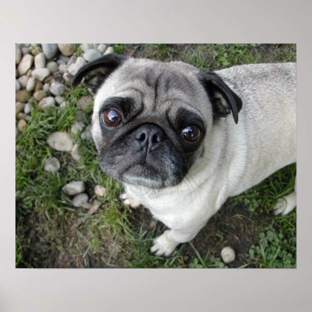 Impression Pug et galets (Devant)