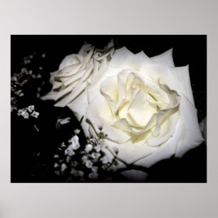 Impression Rose blanche