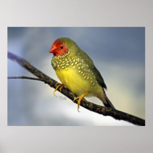 Impression Star Finch