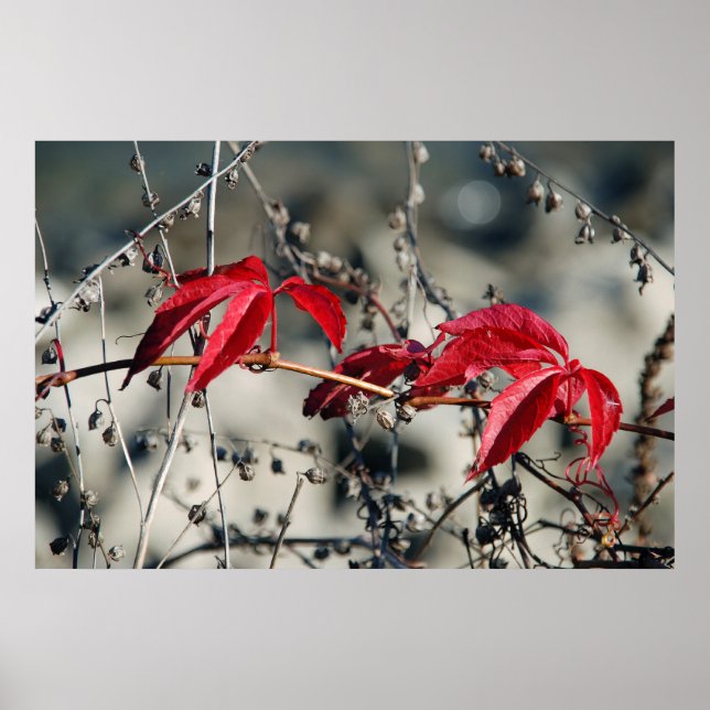 Impression sur toile Automne rouge (Devant)