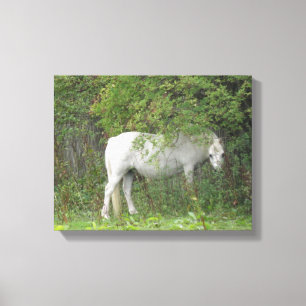 Impression sur toile Cheval Blanc Timide