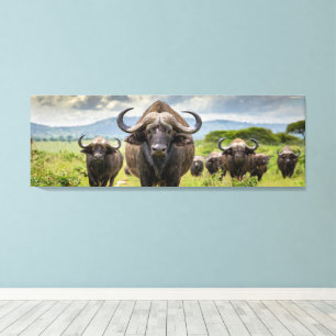 Impression sur toile Cool Buffalo !