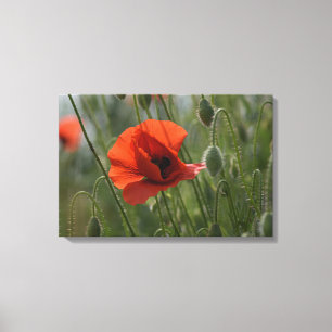 Impression sur toile - Coquelicot rouge sauvage