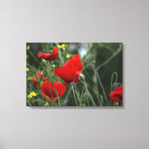 Impression sur toile Coquelicots dans la nature