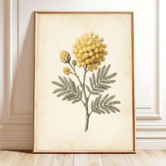 Impression sur toile d'art botanique Mimosa vintag