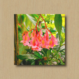 Impression sur toile de Bégonia rose dans un jardi
