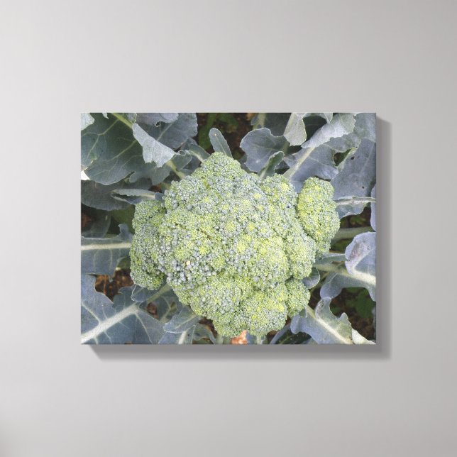 Impression sur toile de Brocoli (Recto)