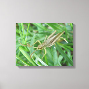 Impression sur toile de criquet