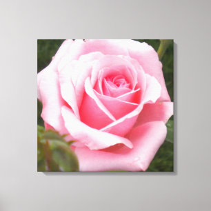 Impression sur toile enveloppée de rose rose