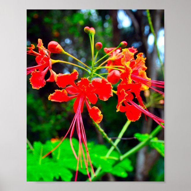 Impression sur toile étendue de Pride of Barbados (Devant)