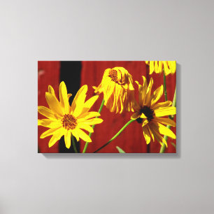 Impression sur toile Fenced Daisy Floral