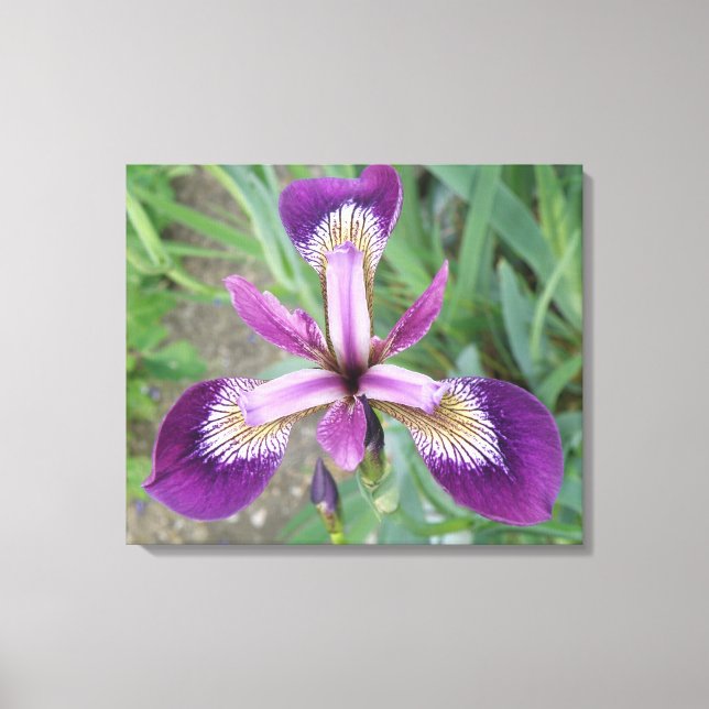 Impression sur toile Iris violet (Recto)