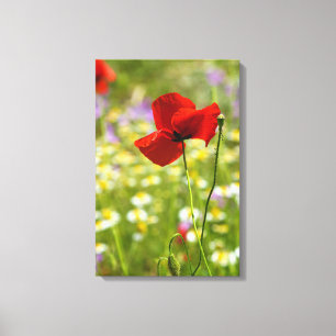 Impression sur toile - Le Coquelicot rouge