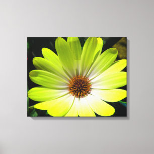 Impression sur toile Marguerite africaine Jaune Fl