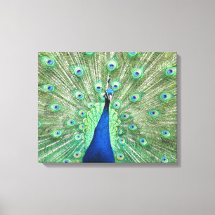 Impression sur toile - Paon avec la queue déployée