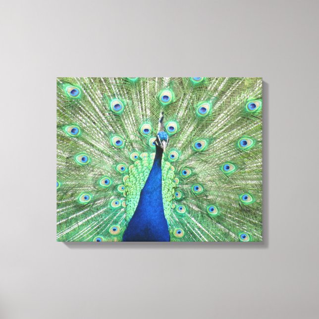 Impression sur toile - Paon avec la queue déployée (Recto)