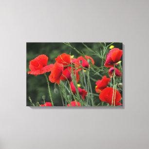 Impression sur toile Papavères Photographie floral