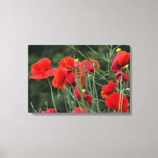 Impression sur toile Papavères Photographie floral