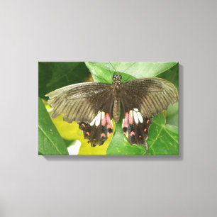 Impression sur toile Papillon Queue Rouge Écarlate