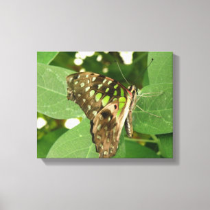 Impression sur toile papillon vert iridescent trop