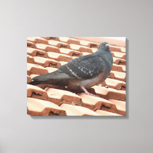 Impression sur toile Pigeon sur un Toit