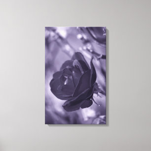 Impression sur toile Rose Violette Enveloppée