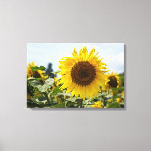Impression sur toile - Tournesol vibrant