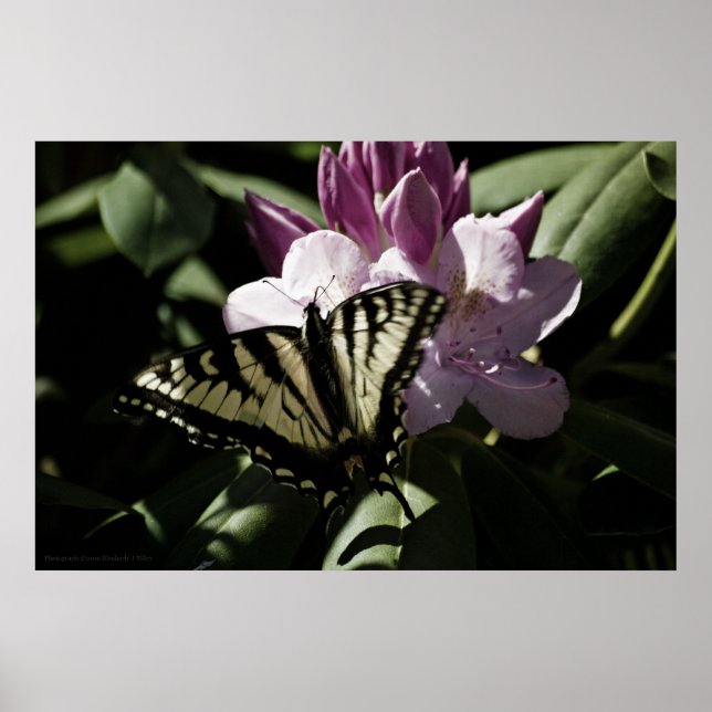 Impression Swallowtail & Rhododendron (Devant)
