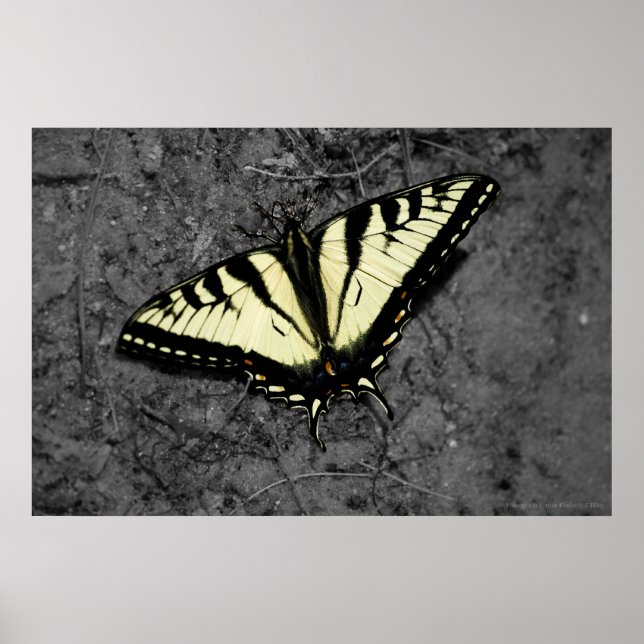 Impression Tigre Est (Devant)